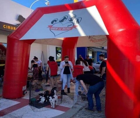 Entenda como o Estimma está sempre apoiando a causa animal!