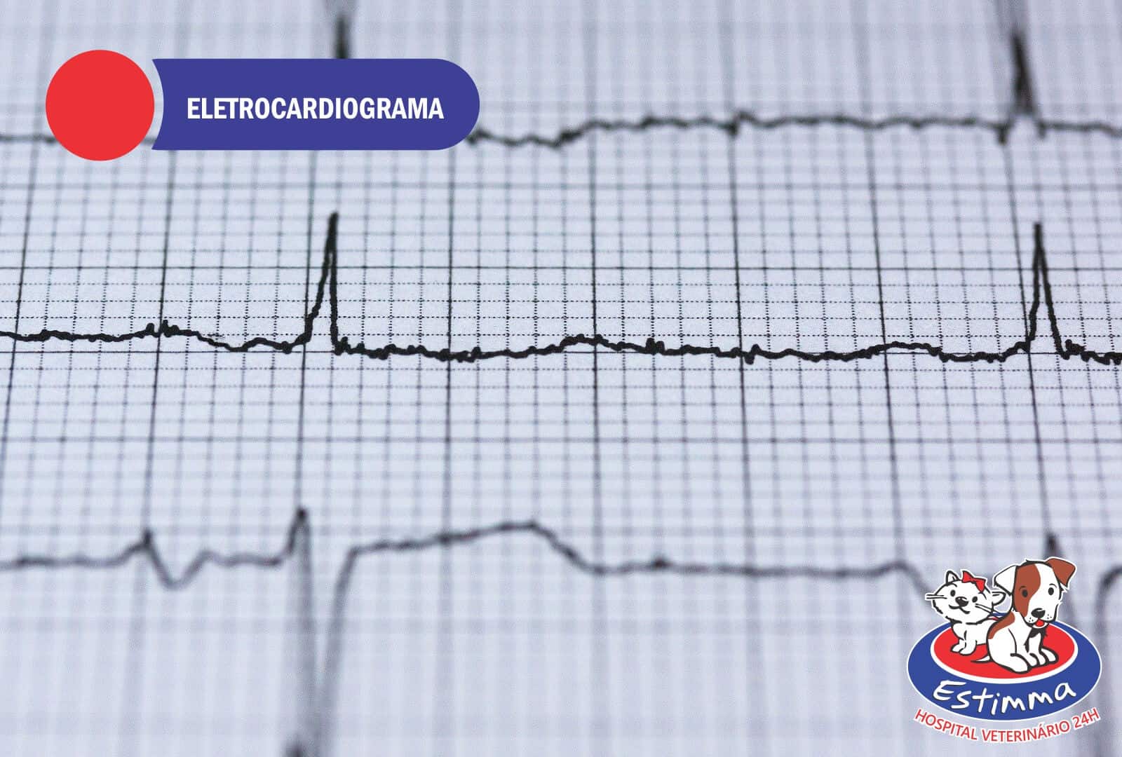 Como funciona o eletrocardiograma veterinário?