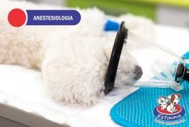 Hospital Veterinário Estimma | Anestesiologia Veterinária