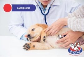 Hospital Veterinário Estimma | Cardiologia Veterinária
