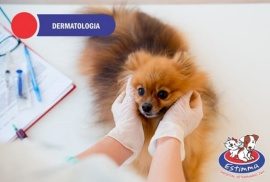 Hospital Veterinário Estimma | Dermatologia Veterinária