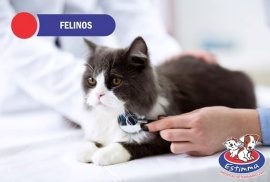 Hospital Veterinário Estimma | Felinos e medicina felina