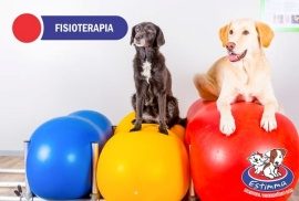Hospital Veterinário Estimma | Fisioterapia Veterinária
