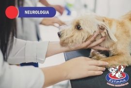 Hospital Veterinário Estimma | Neurologia Veterinária