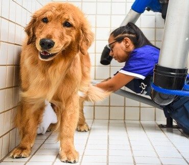 Conheça mais sobre o banho e Tosa do Estimma!