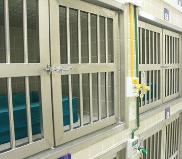 Conheça mais sobre o nosso serviço de internação veterinária.