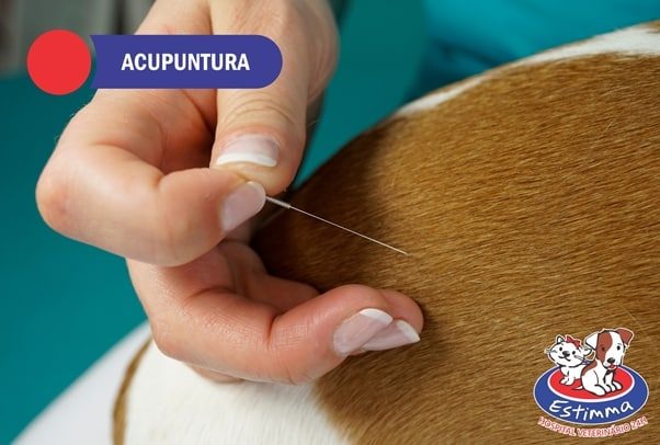 Os benefícios da acupuntura veterinária.