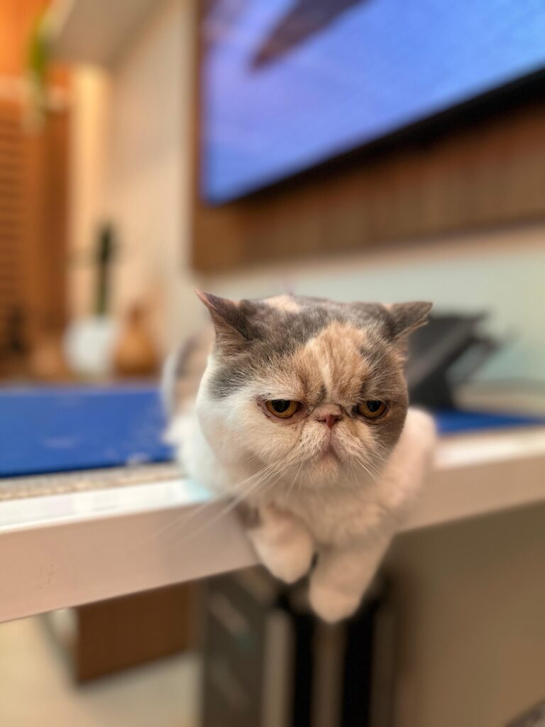 fazer eletrocardiograma veterinário