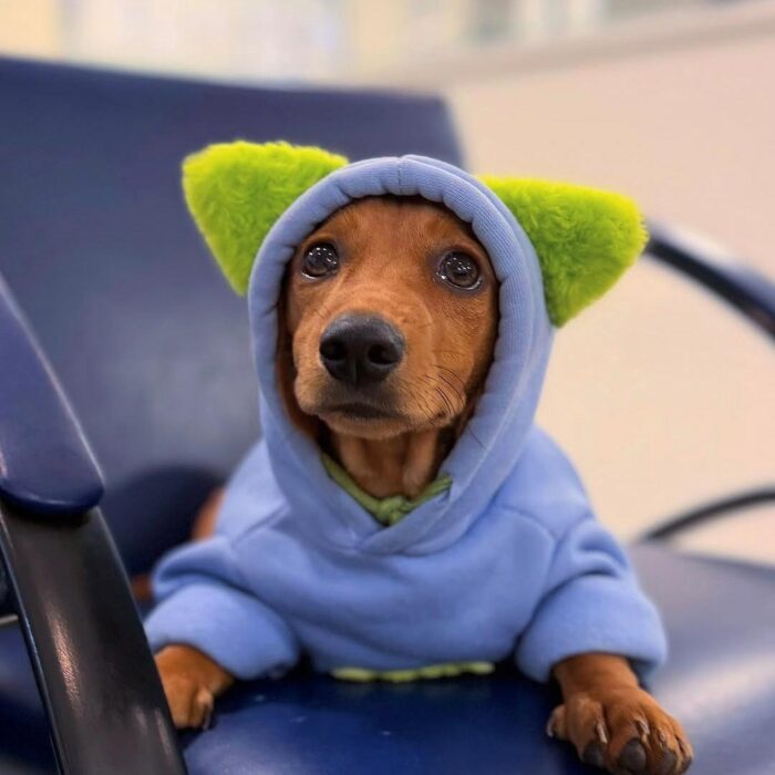 Entenda como remédio para cachorro com a Estimma!