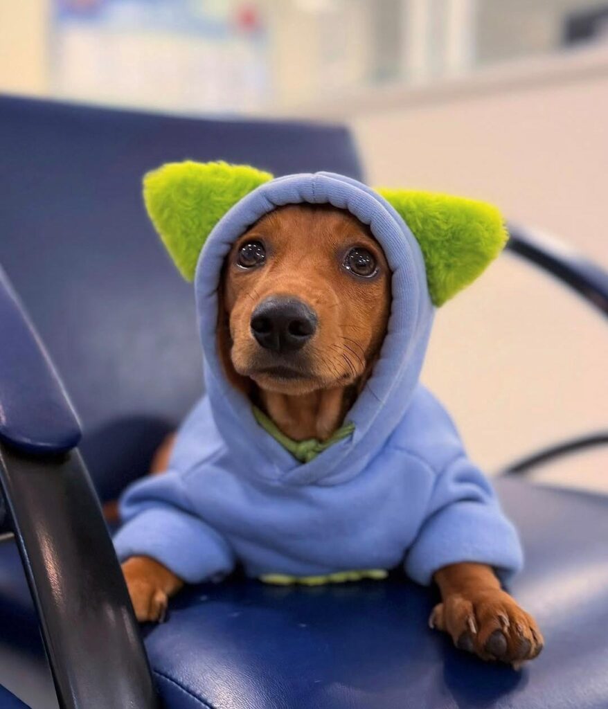 Entenda como remédio para cachorro com a Estimma!