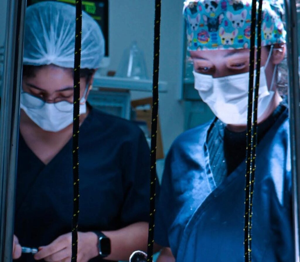 Conheça mais sobre o exame de ultrassonografia veterinária com o Estimma!