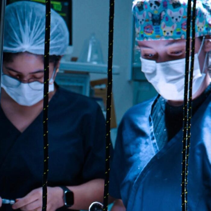 Conheça mais sobre o exame de ultrassonografia veterinária com o Estimma!