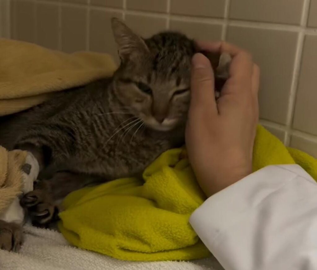 Entenda mais sobre a importância da UTI veterinária!