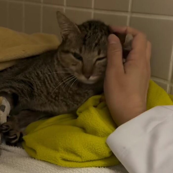 Entenda mais sobre a importância da UTI veterinária!