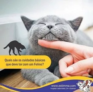 Desenvolvimento e cuidados a ter com o gatinho