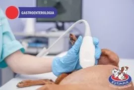 Hospital Veterinário Estimma | Gastroenterologia Veterinária