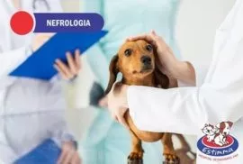 Hospital Veterinário Estimma | Nefrologia Veterinária