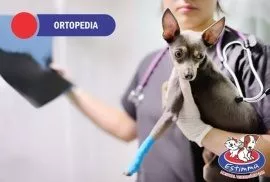 Hospital Veterinário Estimma | Ortopedia Veterinária