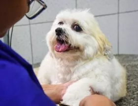 Hematologia Veterinária