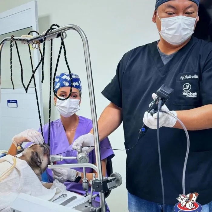 Entenda mais sobre a importância e quando fazer uma endoscopia veterinária!