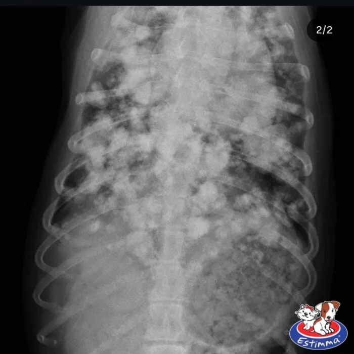Entenda mais sobre raio-x veterinário com o Hospital Veterinário Estimma!
