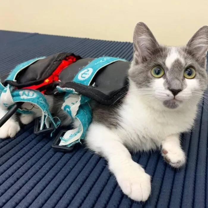  Internação veterinária: quando é necessária e como funciona