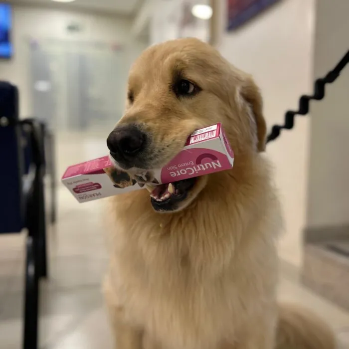 Conheça os principais exames e tratamentos oferecidos na medicina veterinária moderna