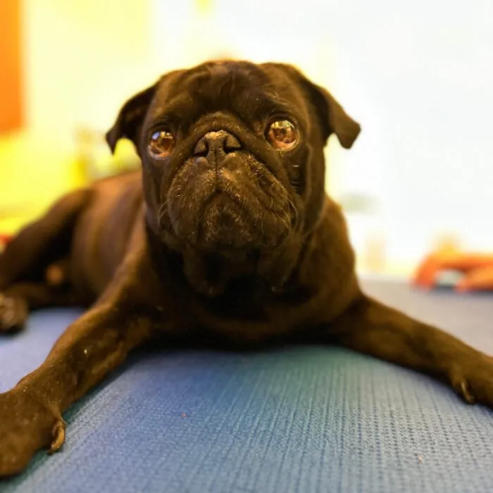 Doenças bucais em cães e gatos