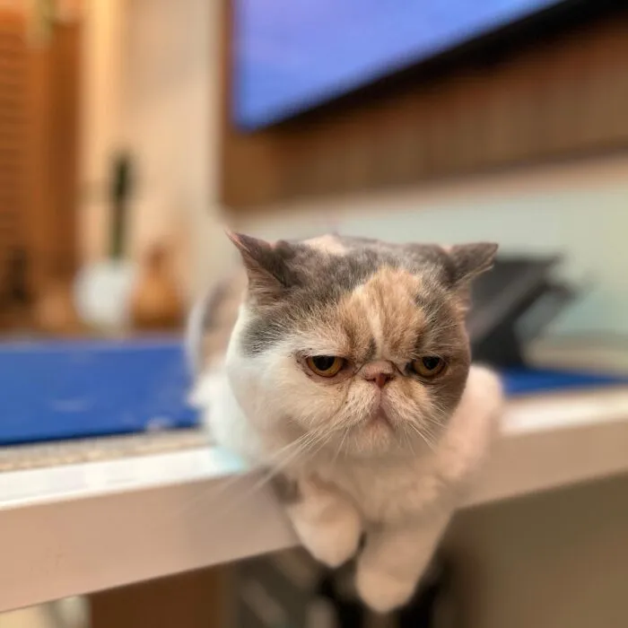 fazer eletrocardiograma veterinário