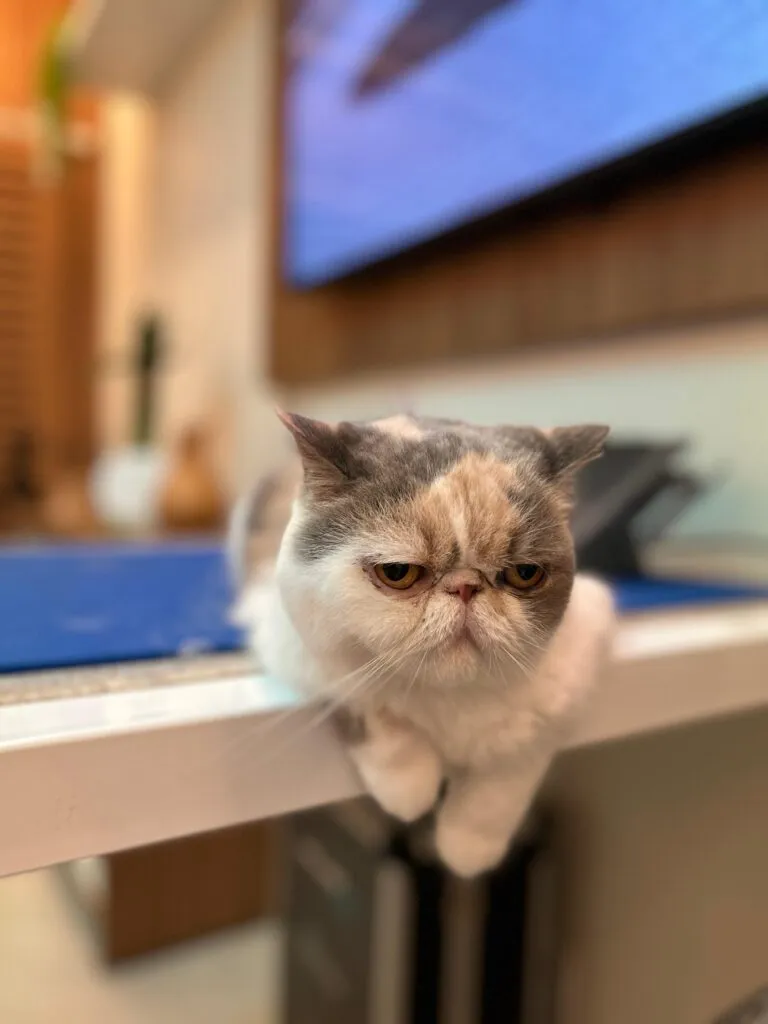 fazer eletrocardiograma veterinário