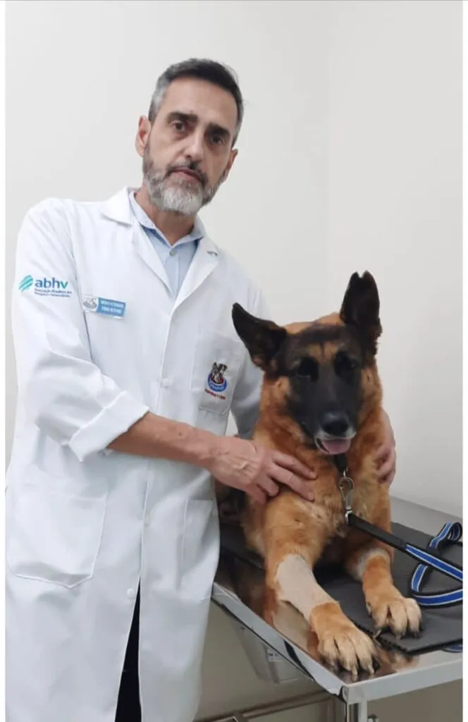 Checklist para viajar com pets