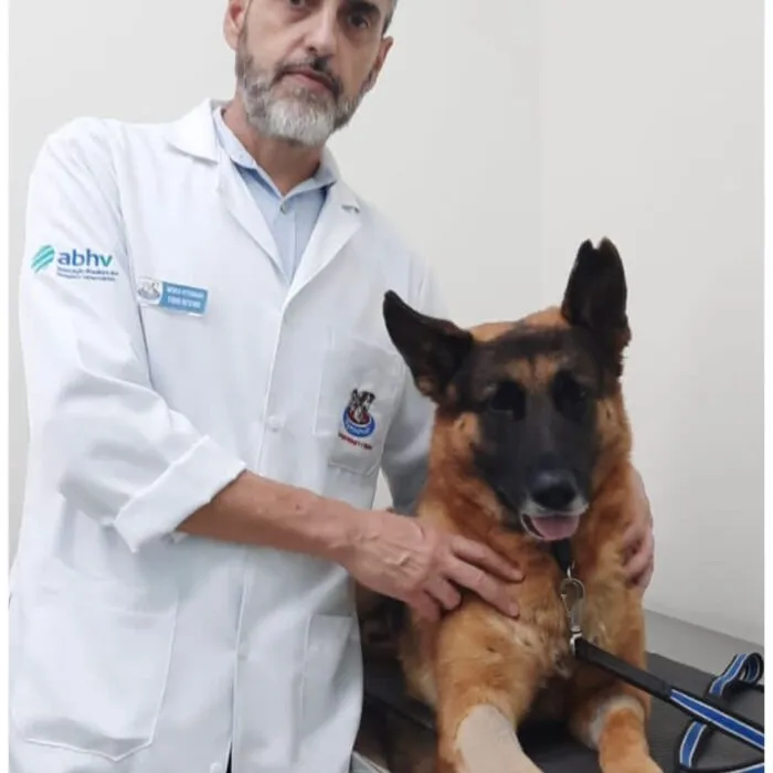 Checklist para viajar com pets