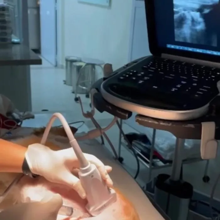 Entenda quais são as causas mais comuns de intoxicação em cães e gatos!