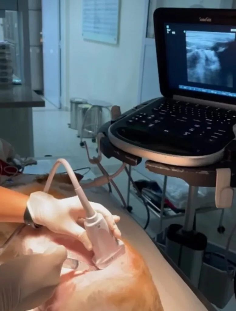 Entenda quais são as causas mais comuns de intoxicação em cães e gatos!